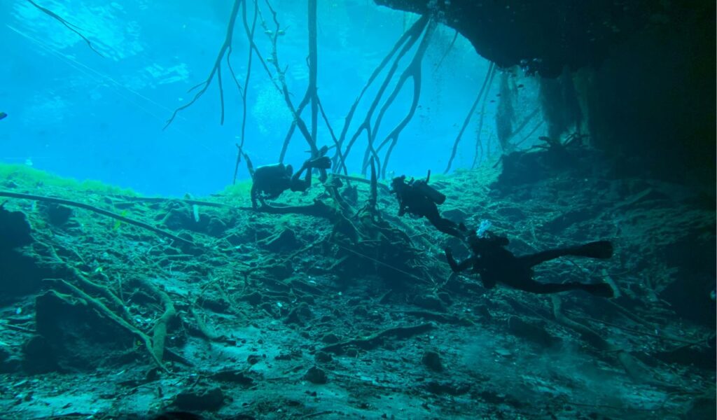 Three scuba divers navigate an underwater cave with tree roots hanging from above, surrounded by rocky terrain and illuminated blue water.