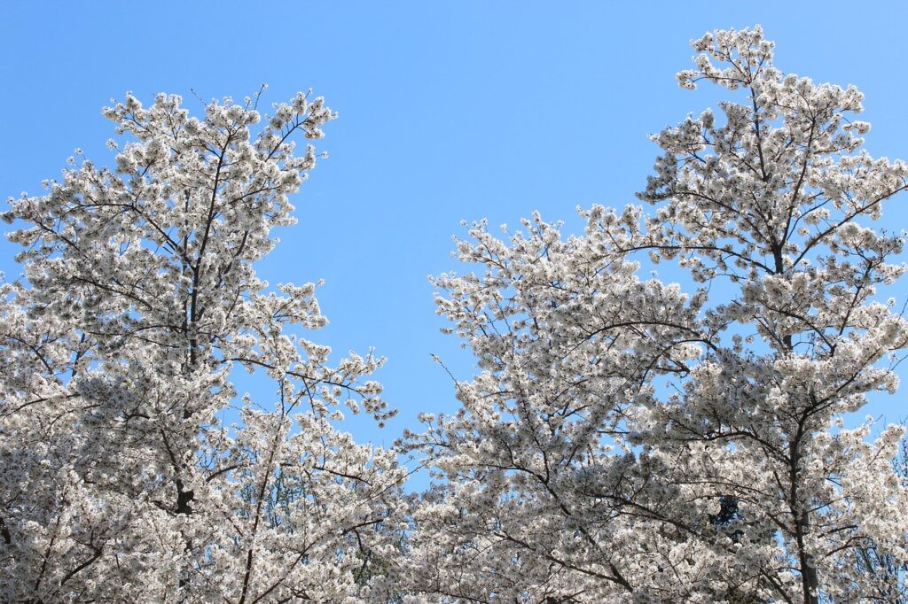 National Cherry Blossom Festival Tidal Basin