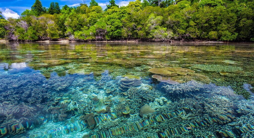 Snorkeling over coral reef Hawaii

