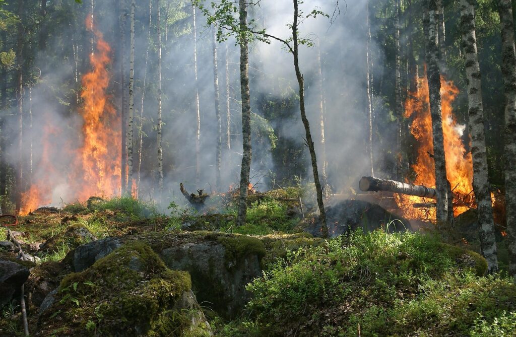 Improper fire ring forest