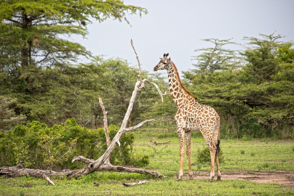 Disney Wild Africa Trek rope bridge savanna giraffe