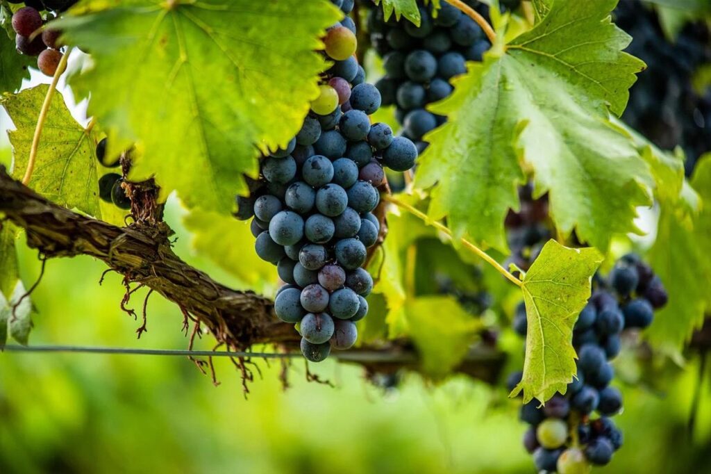 Cricova winery Moldova


