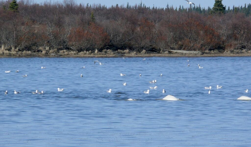Several beluga whales partially surfacing in a calm river surrounded by seagulls, with a backdrop of leafless trees and distant evergreens.