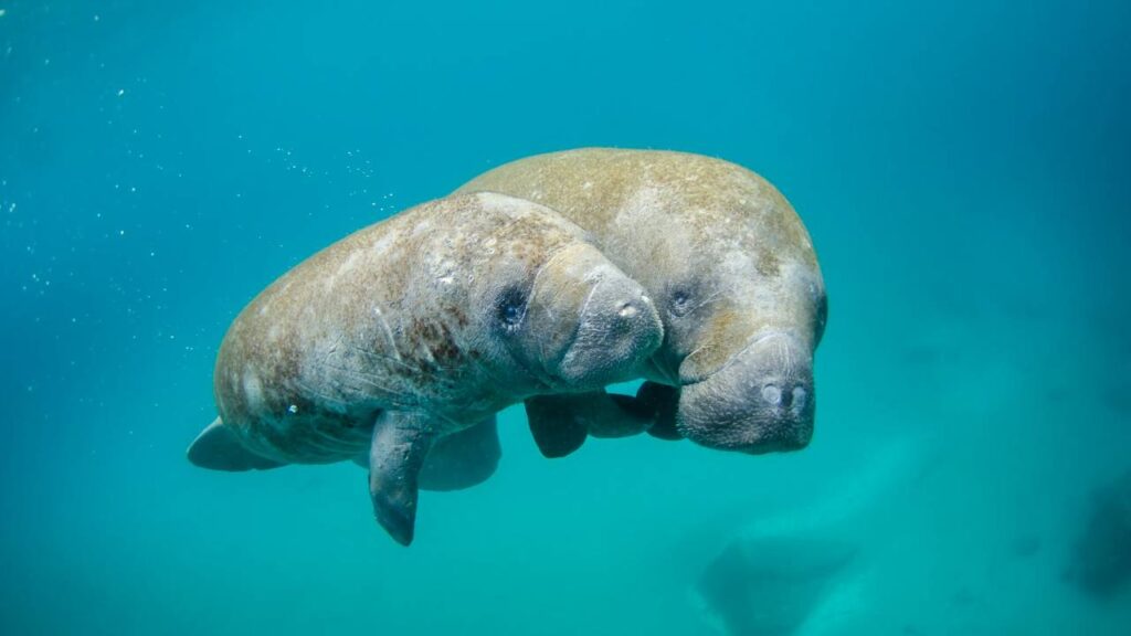 manatee