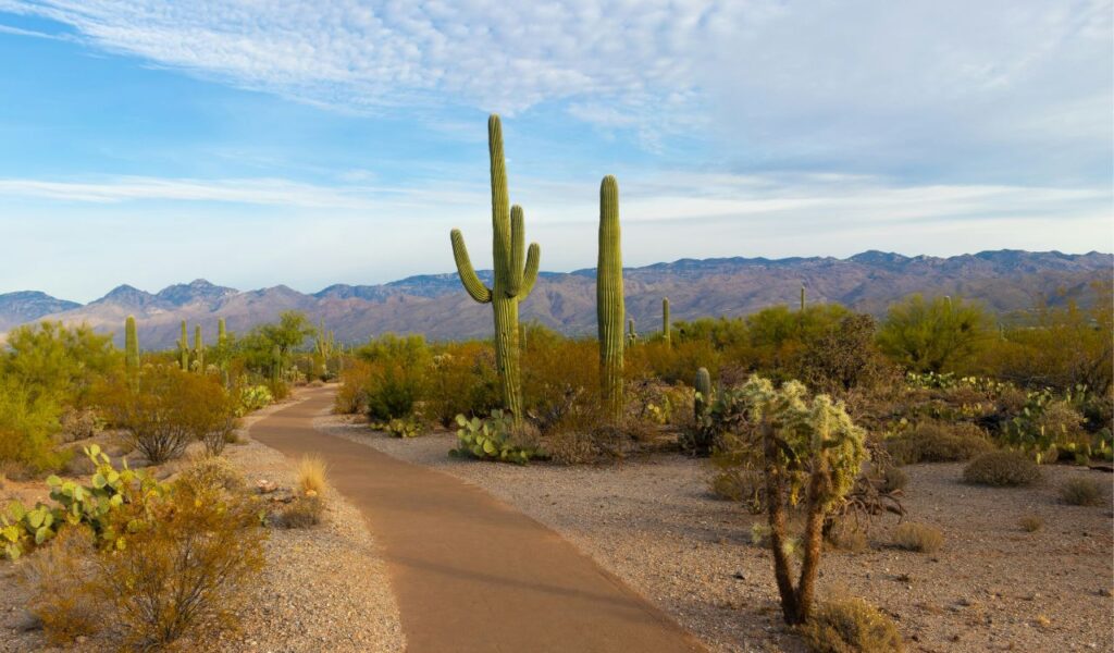 A desert trail lined with cacti and shrubs leading toward distant mountains under a partly cloudy sky in Oatman, Arizona.