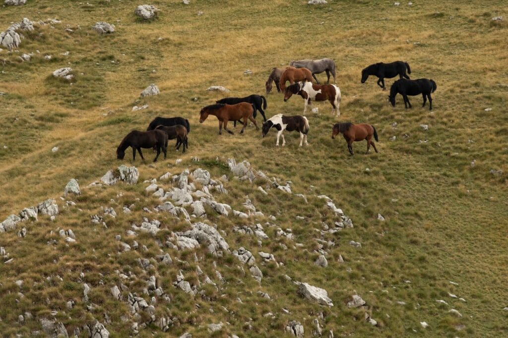 “cattle and mustangs grazing Wyoming ranch