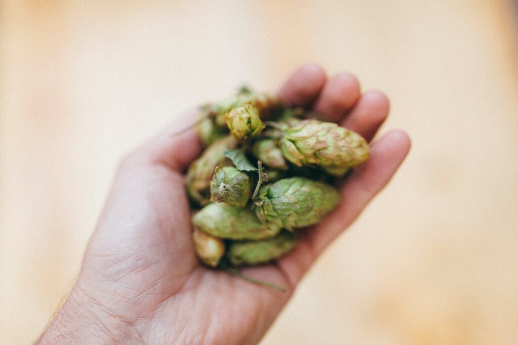 Barley hops