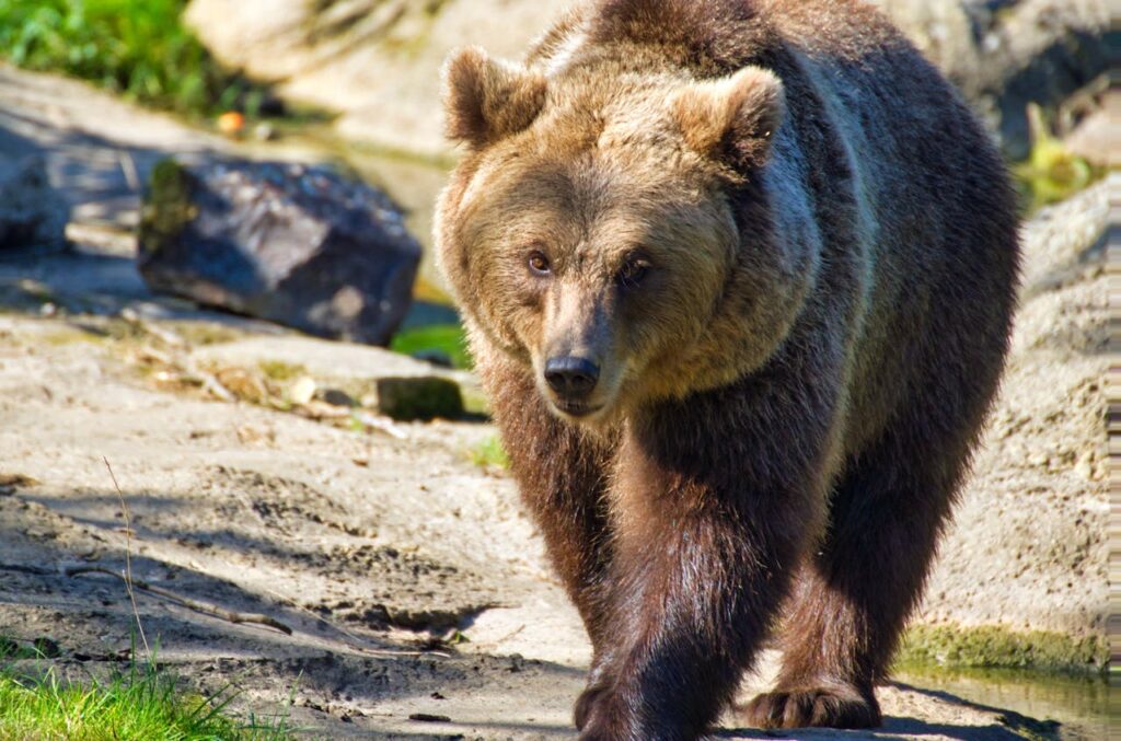 Kodiak Bear