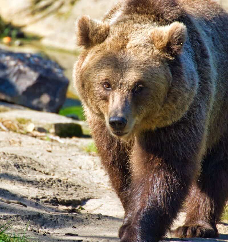 Kodiak Bear