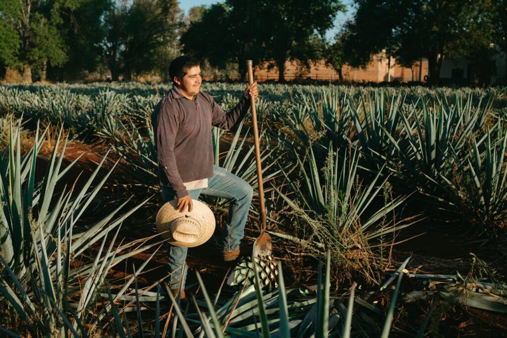 The Agave Landscape