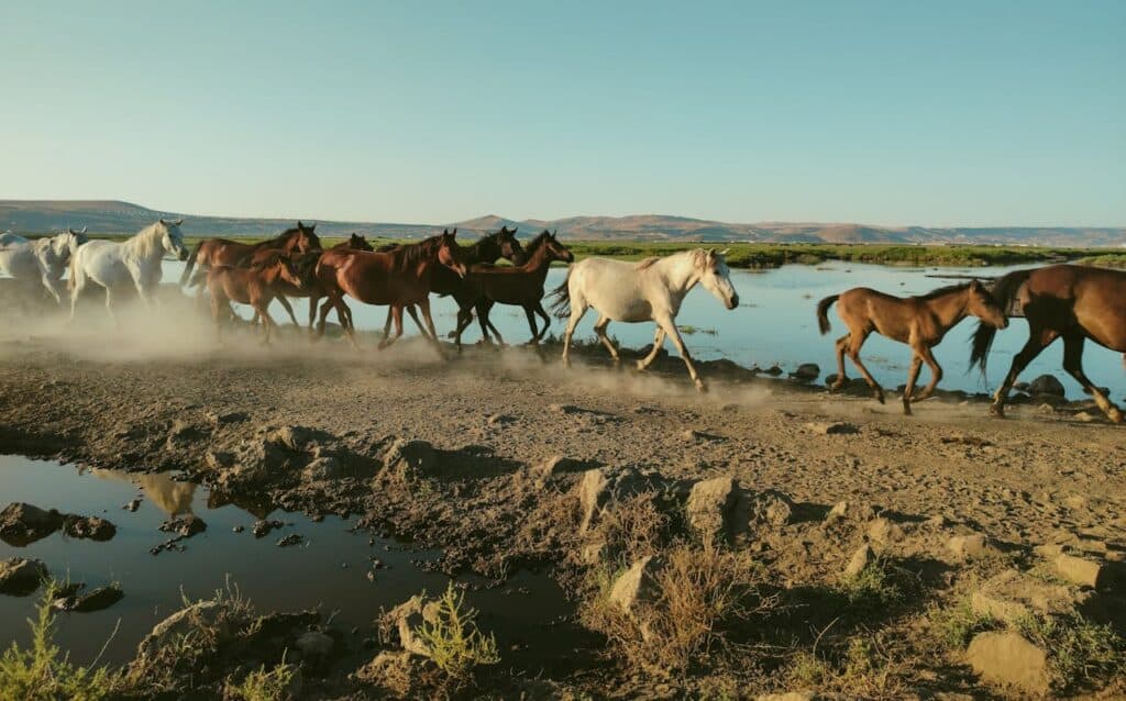 Wyoming wild mustangs roaming free