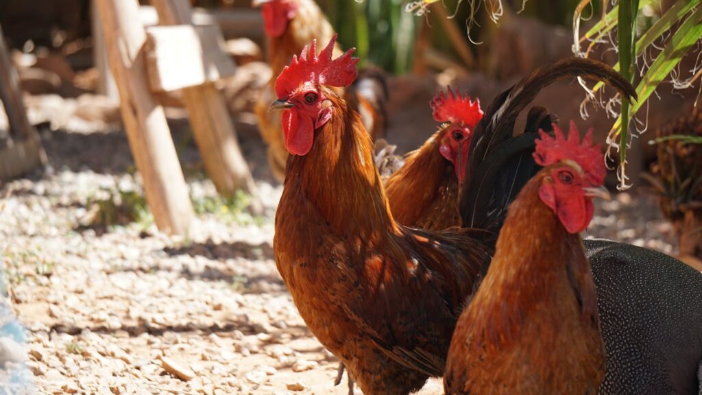 Feeding Wild Animals (Especially Pigs or Chickens)