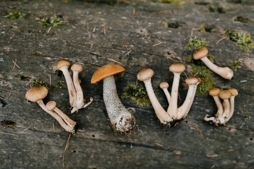 Mushroom foraging forest