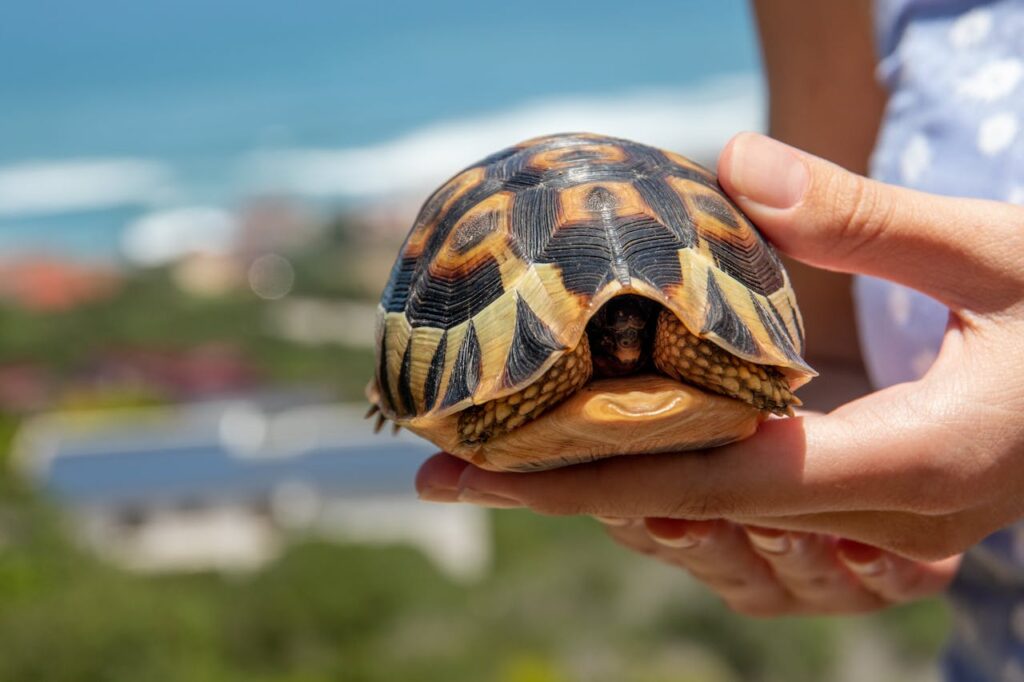 Turtle Shell