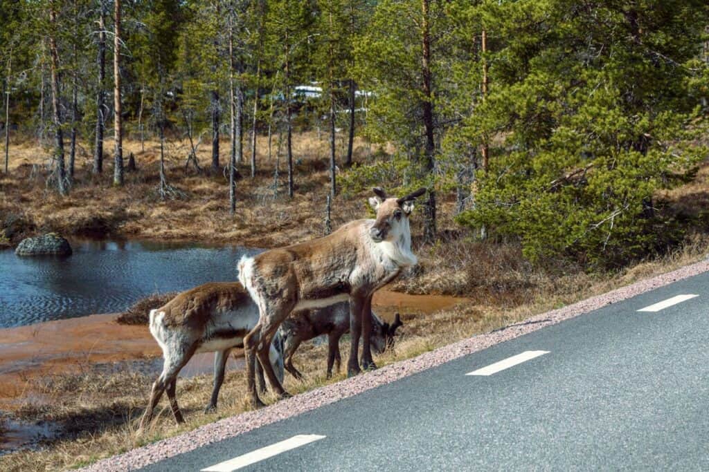 elk crossing Moraine Lake road Banff