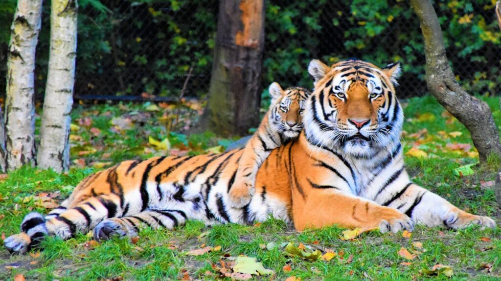 Big Cats in New York State