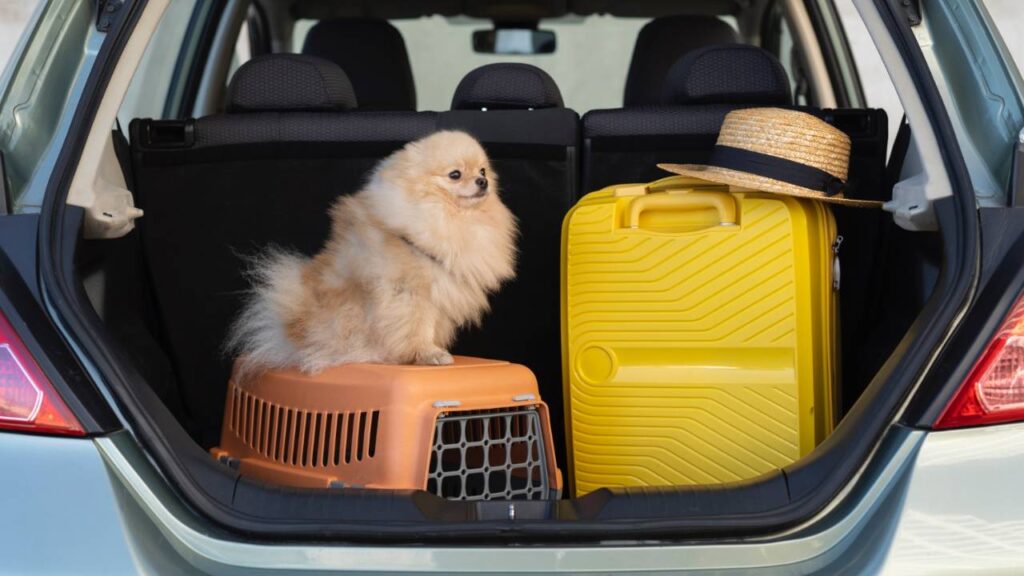 Pet Travel