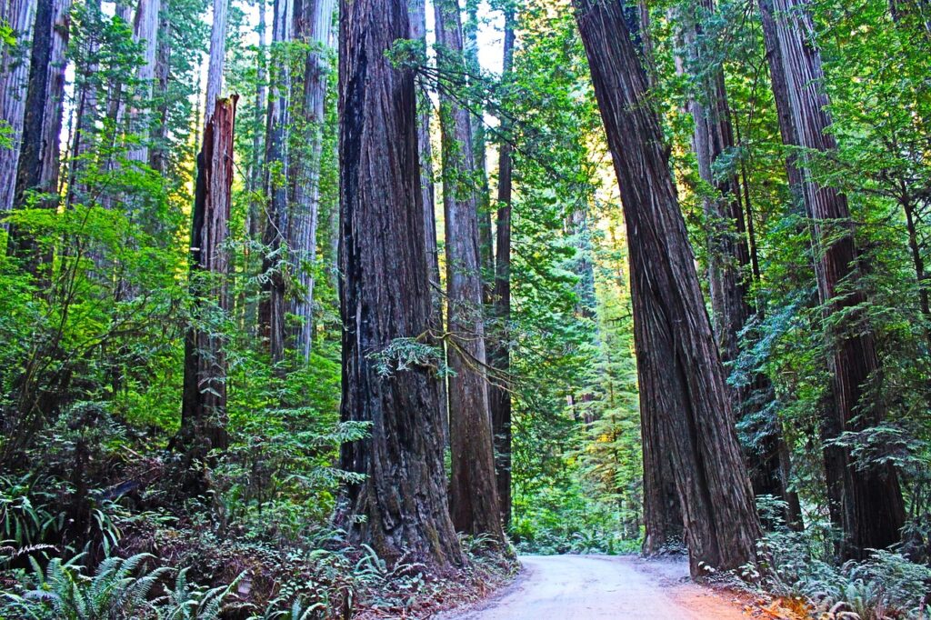 Redwood National and State Parks, California
