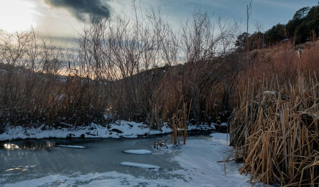 A frozen creek surrounded by snow-covered reeds and leafless bushes in a winter landscape near Santa Fe, New Mexico.