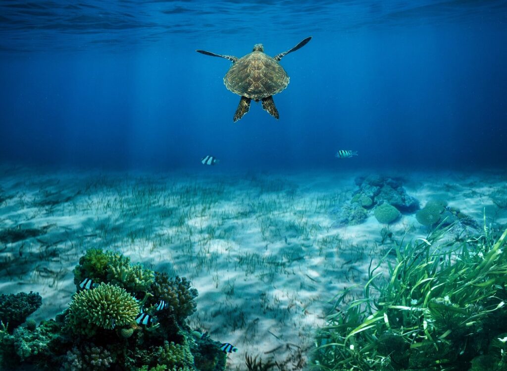 Hawaiian sea turtle underwater

