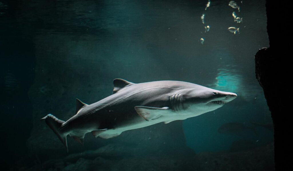 A large shark swims in dark, deep water, its sharp features visible as it glides past rocky formations, with small bubbles rising above.