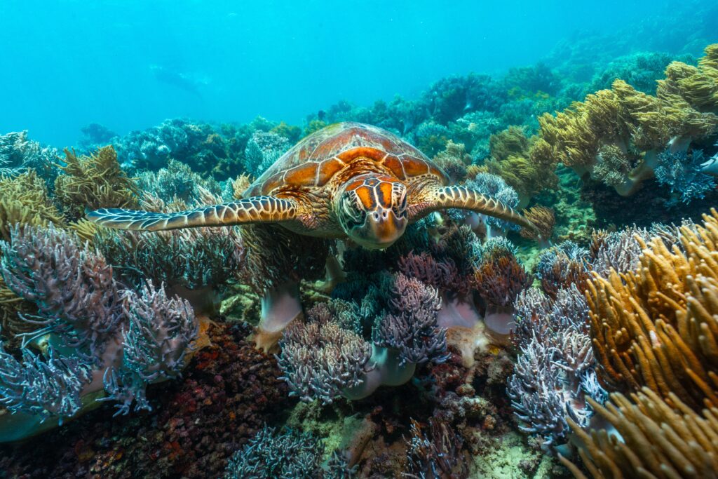 Green,Turtle,In,The,Great,Barrier,Reef