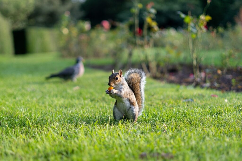 squirrel eating human food in park