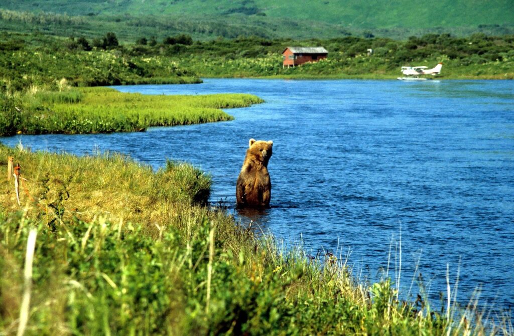 Kodiak Bear