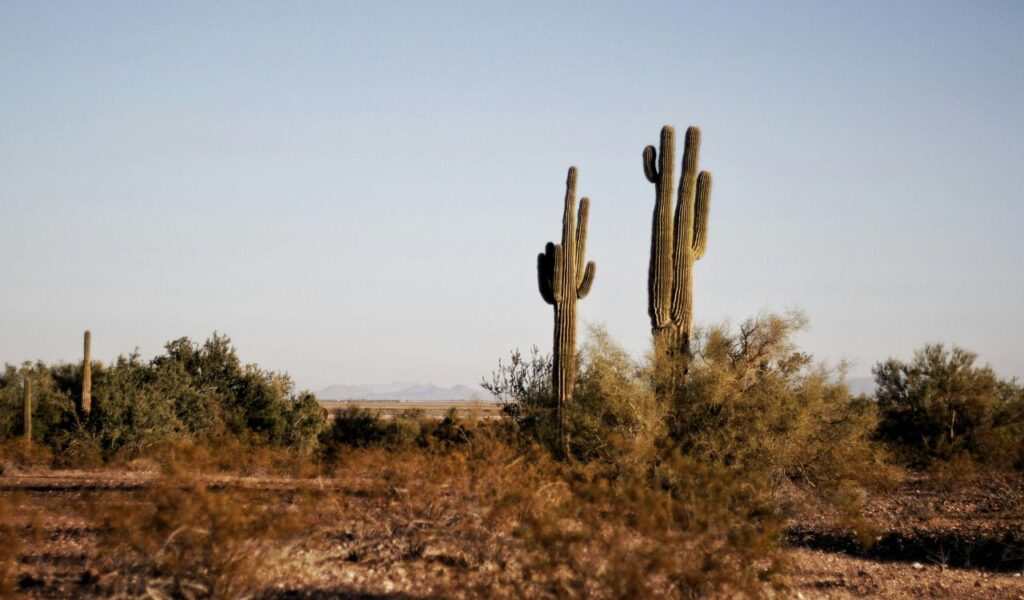 Desert landscape with tall saguaro cacti and sparse shrubs under a clear blue sky in Tombstone, Arizona.