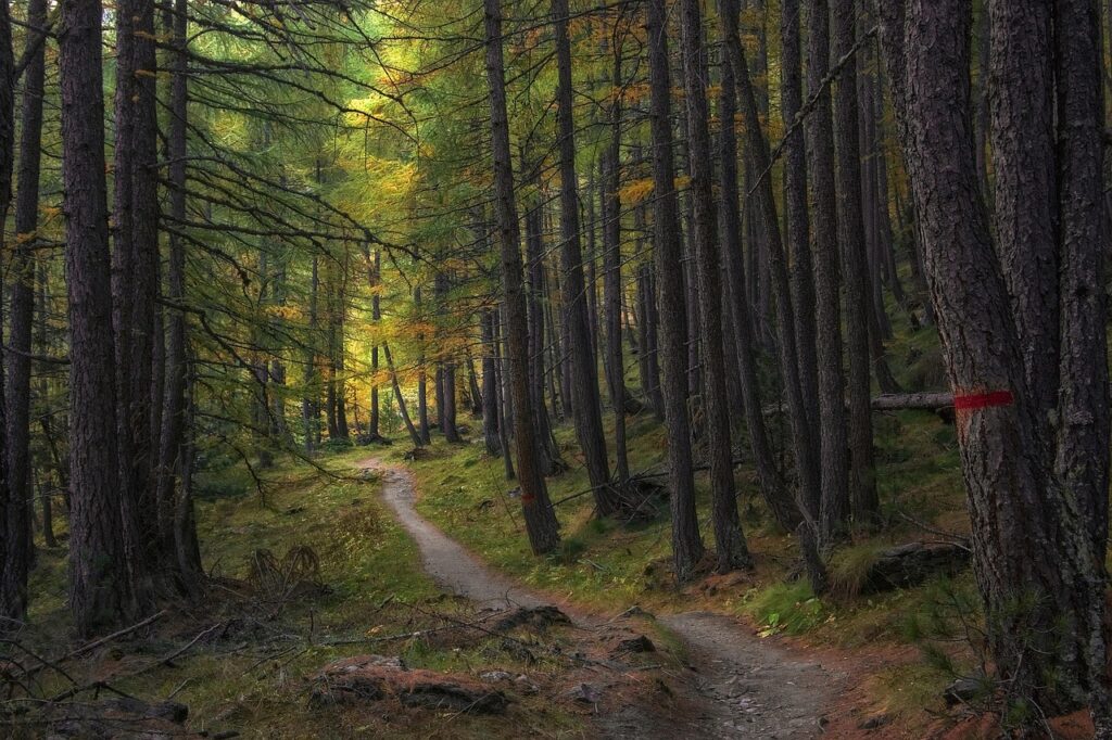 Forest trail