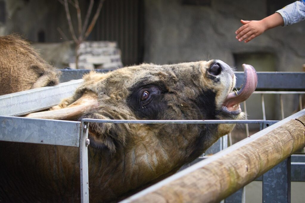 Tourist too close to bison