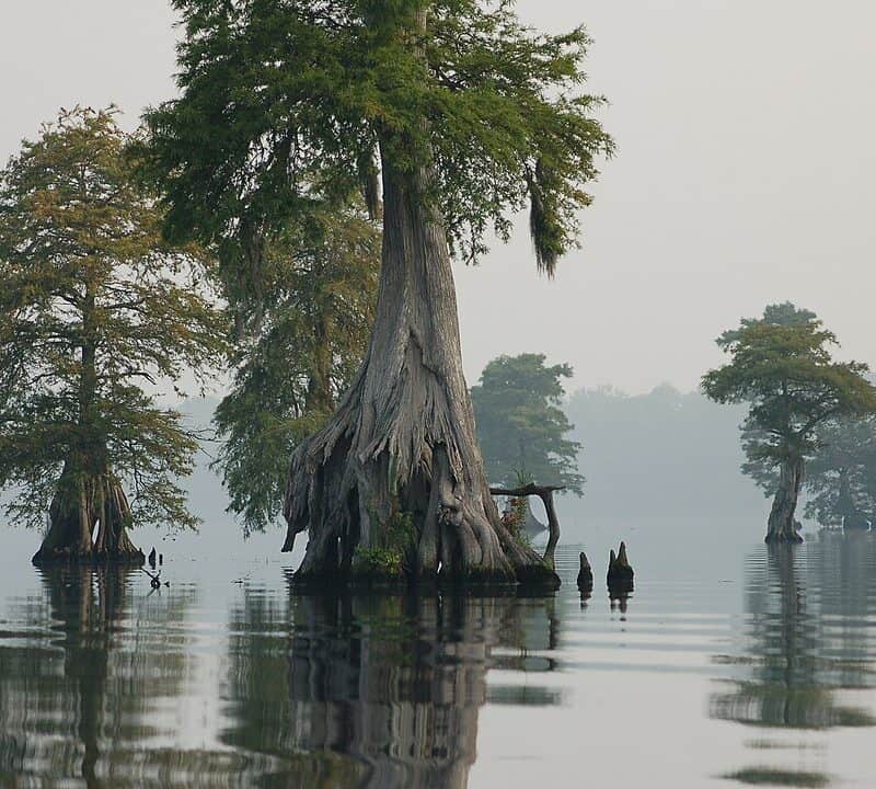 Great Dismal Swamp National Wildlife Refuge, Virginia and North Carolina
