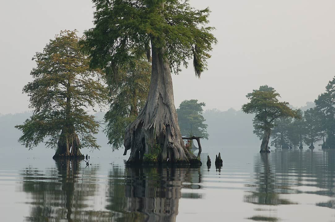 Great Dismal Swamp National Wildlife Refuge, Virginia and North Carolina