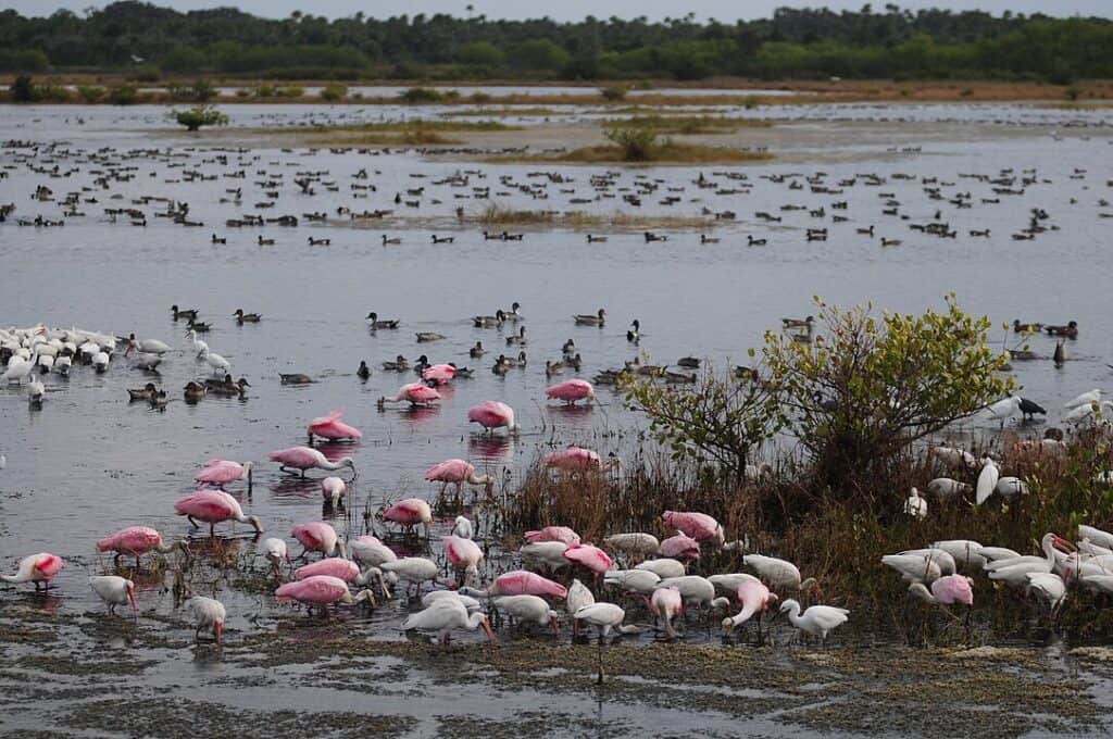 Merritt Island NWR, Florida