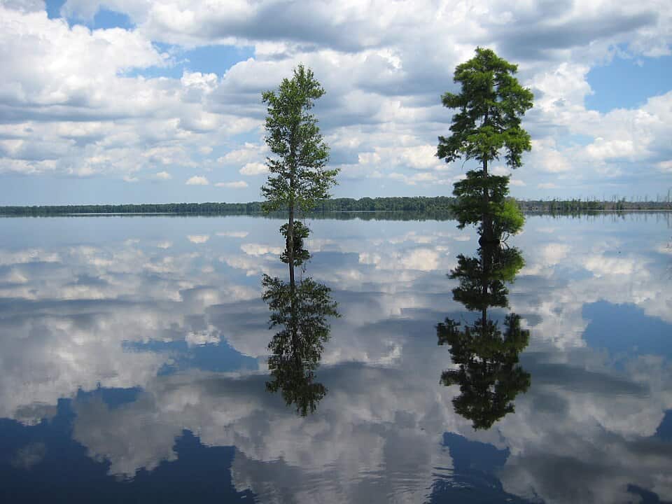 Great Dismal Swamp National Wildlife Refuge, Virginia and North Carolina