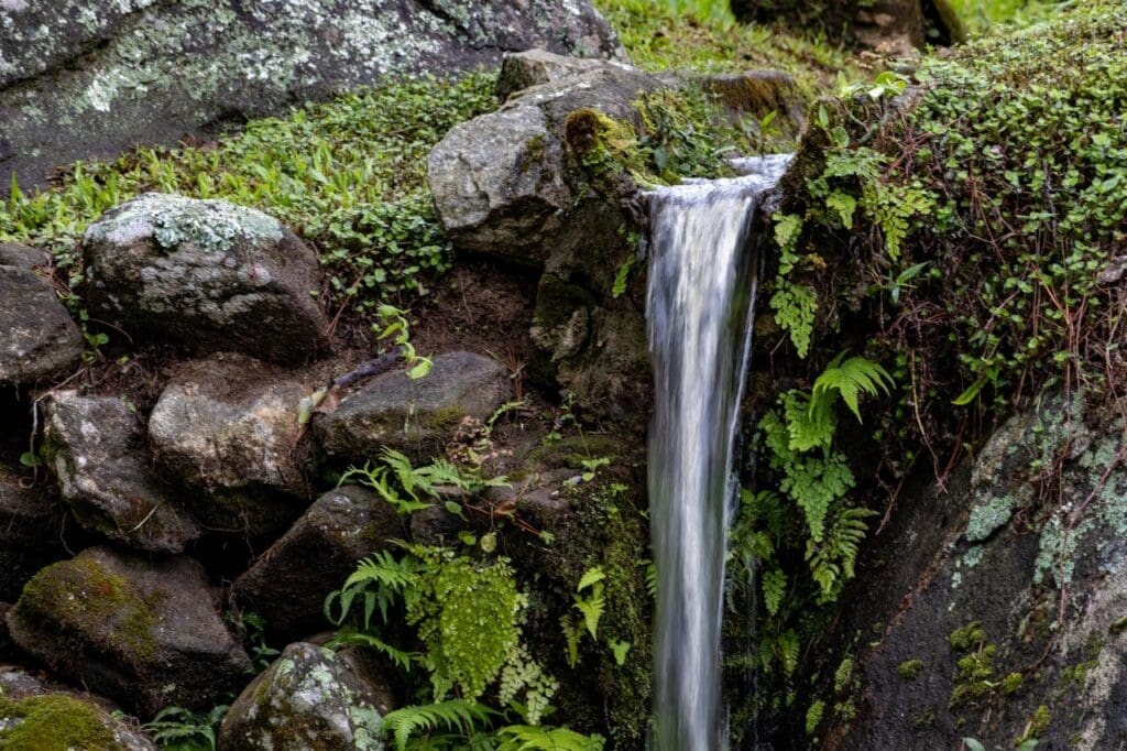 Time Your Visit After Rainfall