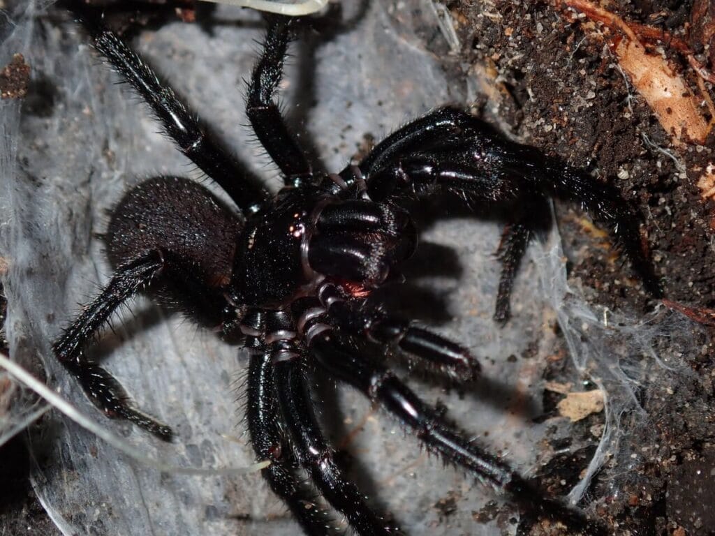 Atrax robustus male frontal