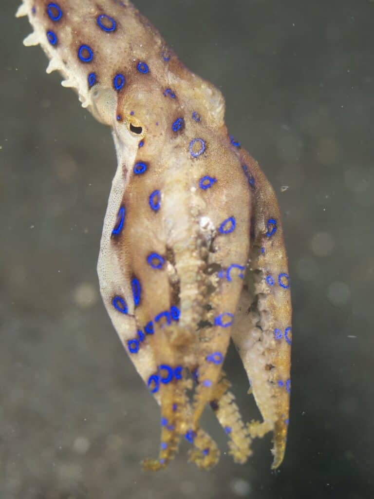Blue-Ringed Octopus