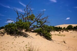 More details Brush growing on some of the sand dunes of Jockey's Ridge State Park.