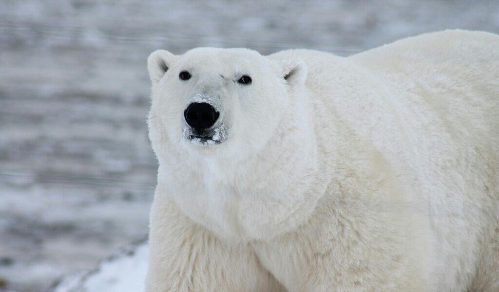 Close Photography of White Polar Bear