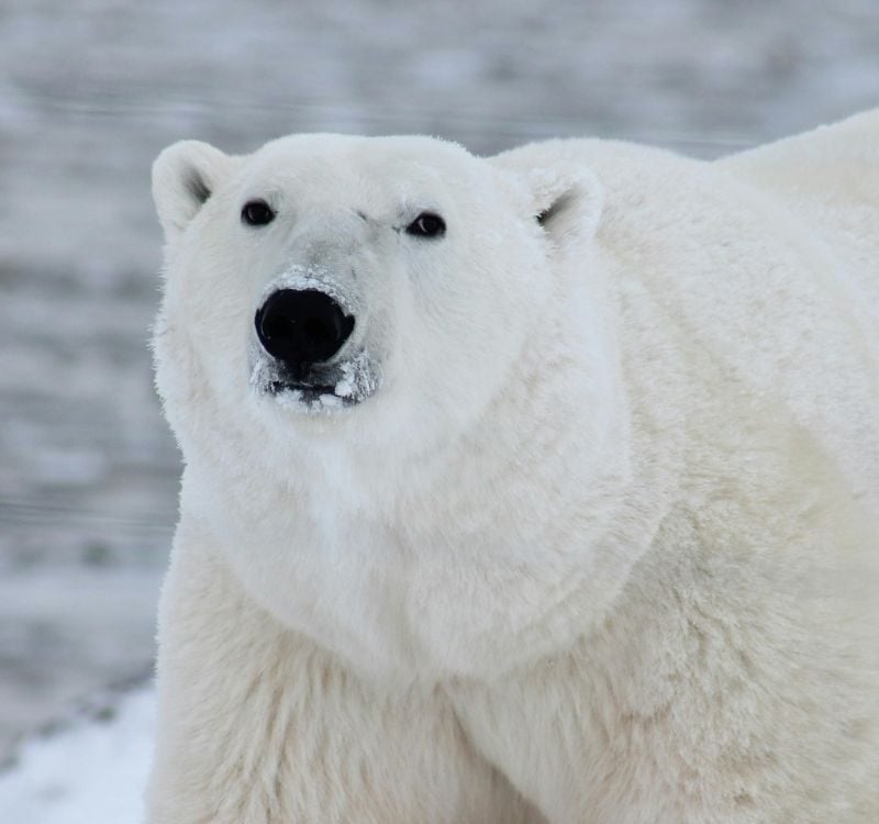 Close Photography of White Polar Bear