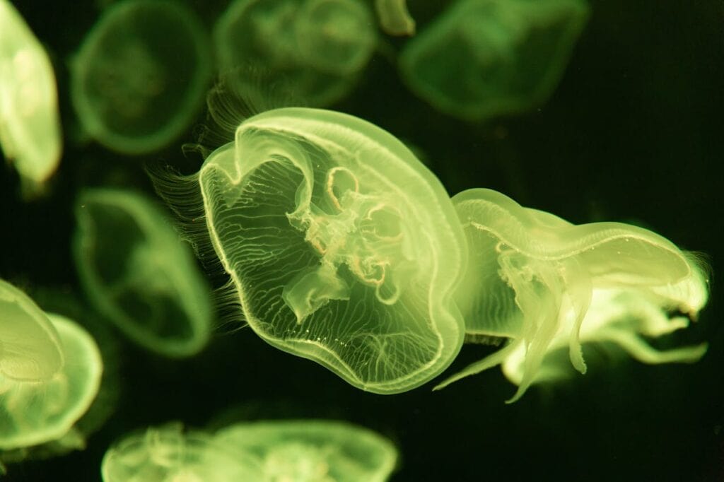Close-Up Photo of Green Jellyfish