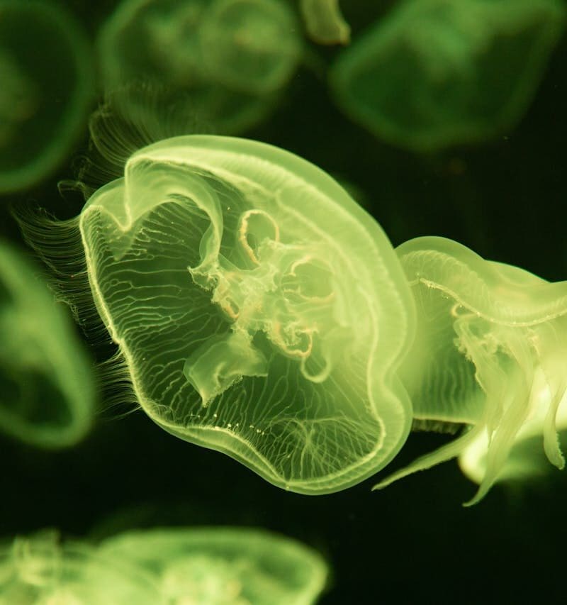 15 Dangerous Creatures Travelers Should Watch for in Australia