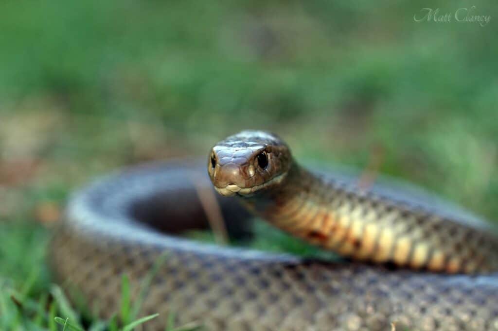 Eastern Brown Snake (Pseudonaja textilis)