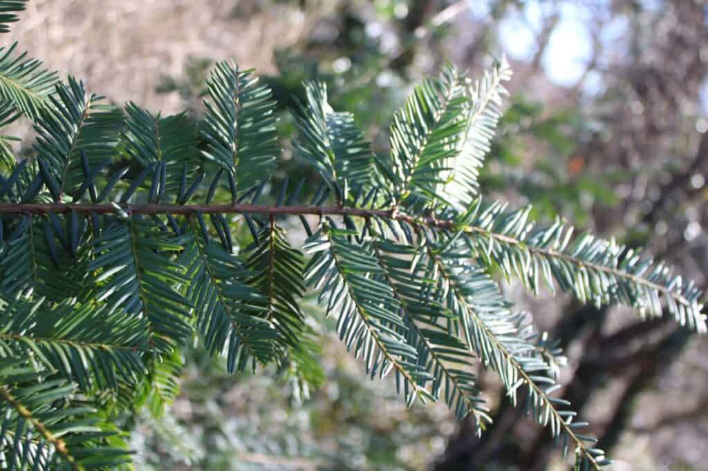 Eastern Hemlock