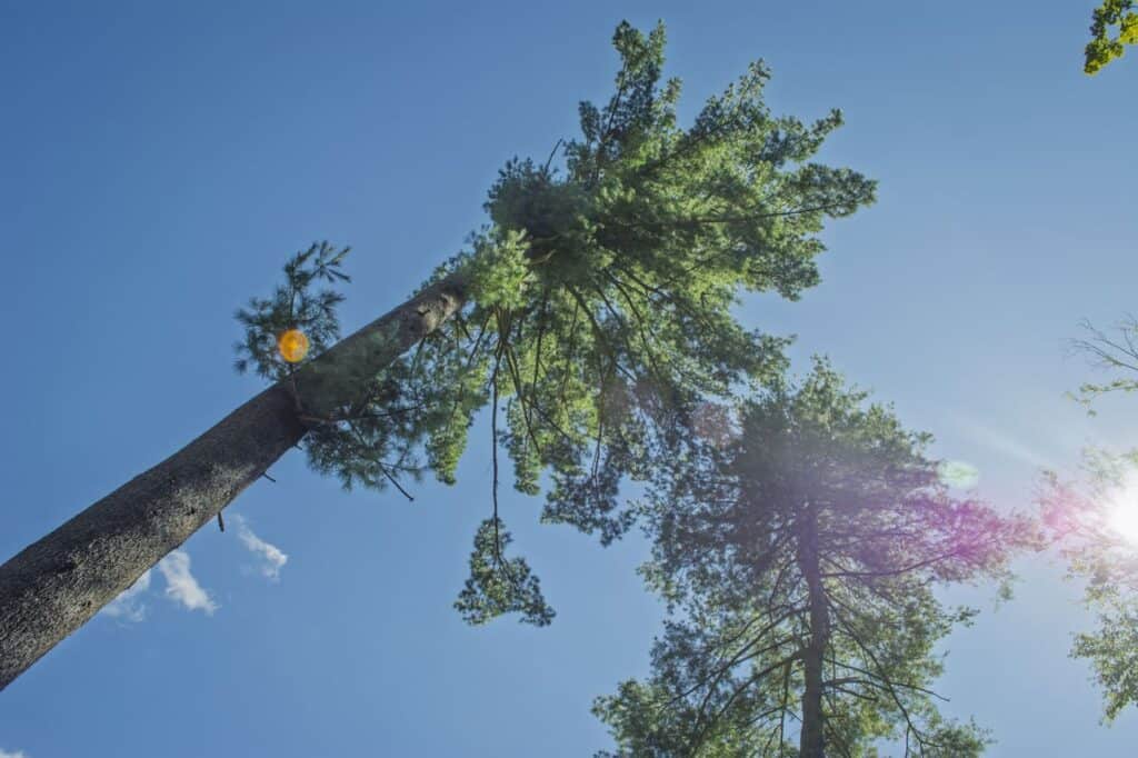 Eastern White Pine tree