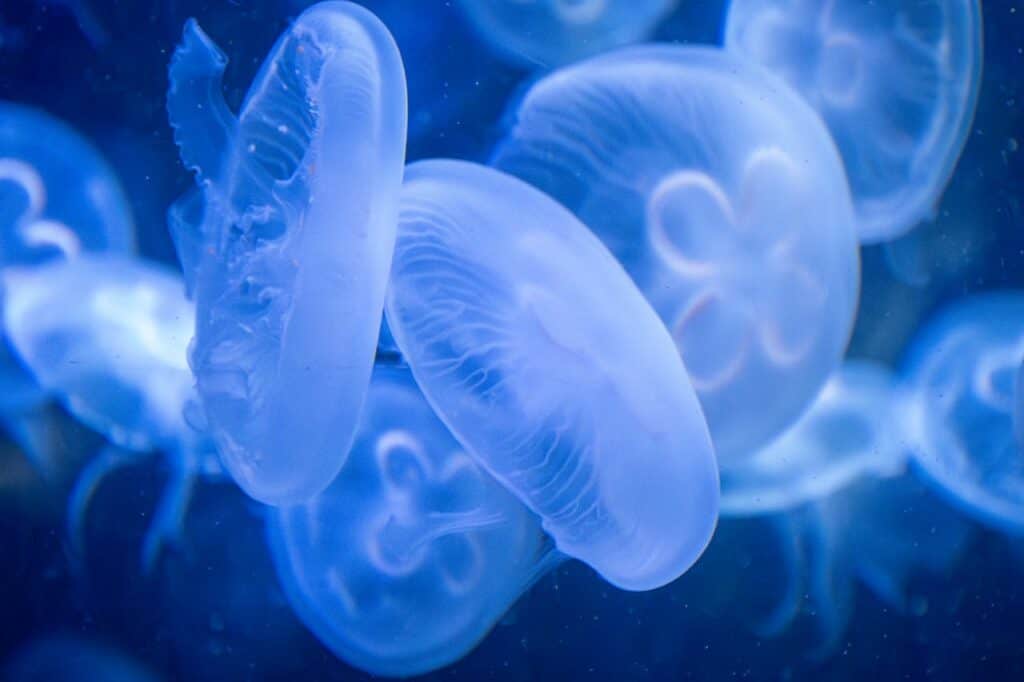 Irukandji Jellyfish