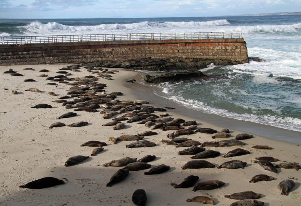 Sea lions, San diego, La jolla image.