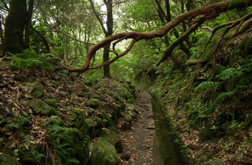 Laurisilva of Madeira, Portugal