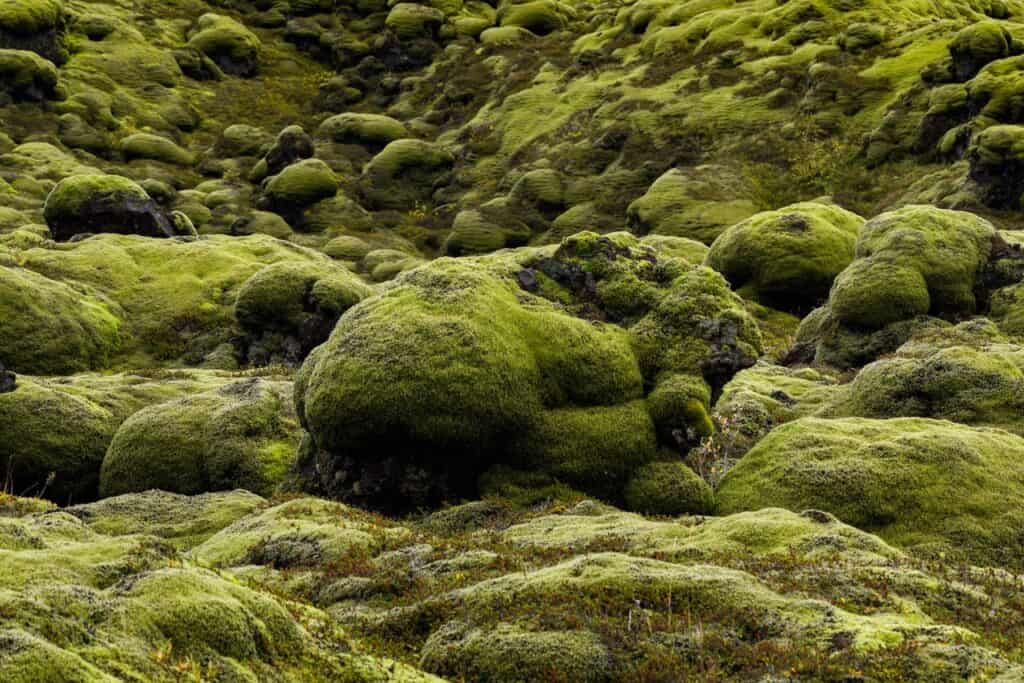 Look for Signs of Moisture and Moss